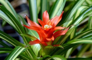 Guzmania