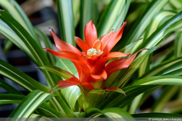 Guzmania