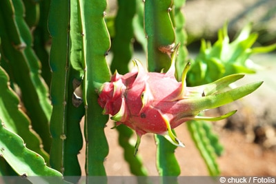 Drachenfrucht