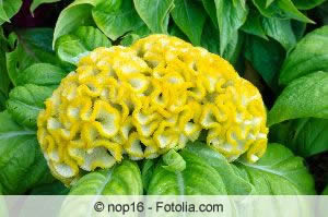 Celosia