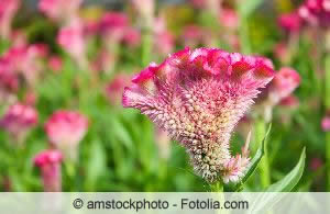 schöne Celosia Art