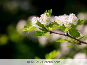 Blüten des Apfeldorns