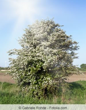 Crataegus lavallei