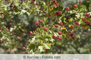 Crataegus lavallei