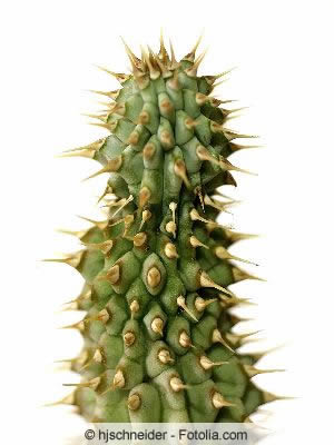 Kaktus