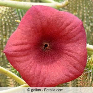 Hoodia gordonii