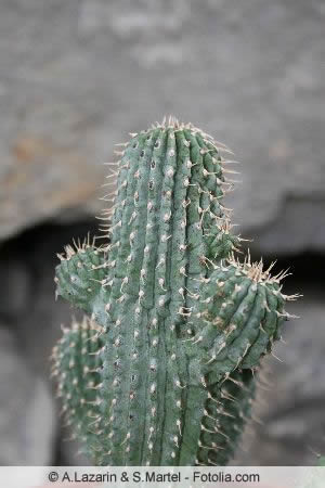 Hoodia gordonii