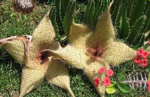 Blüte des Hoodia Kaktus