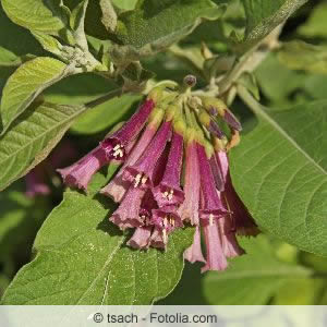 Iochroma cyaneum