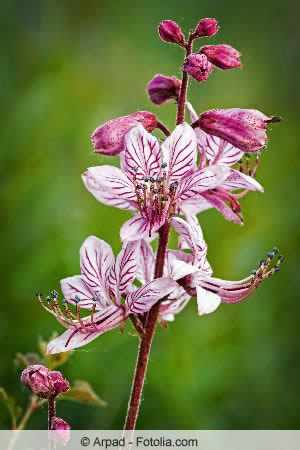 Aschwurz Blüte