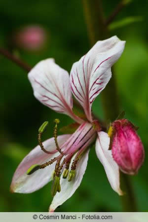 Blüte des Diptams