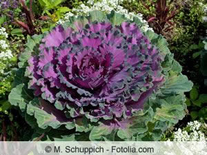 Brassica oleracea