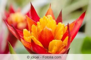 Guzmania Guzmania