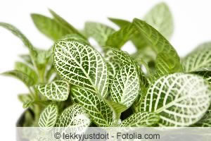 Fittonia