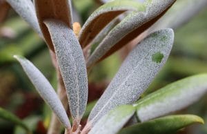 Mehltau Rhododendron Pflanzenkrankheiten