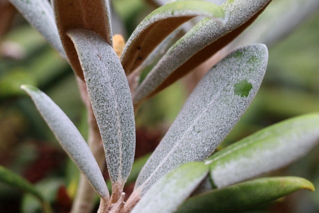 Mehltau Rhododendron Pflanzenkrankheiten