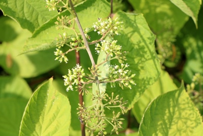 Aralia elate