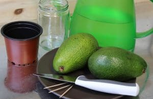 Avocado anbauen