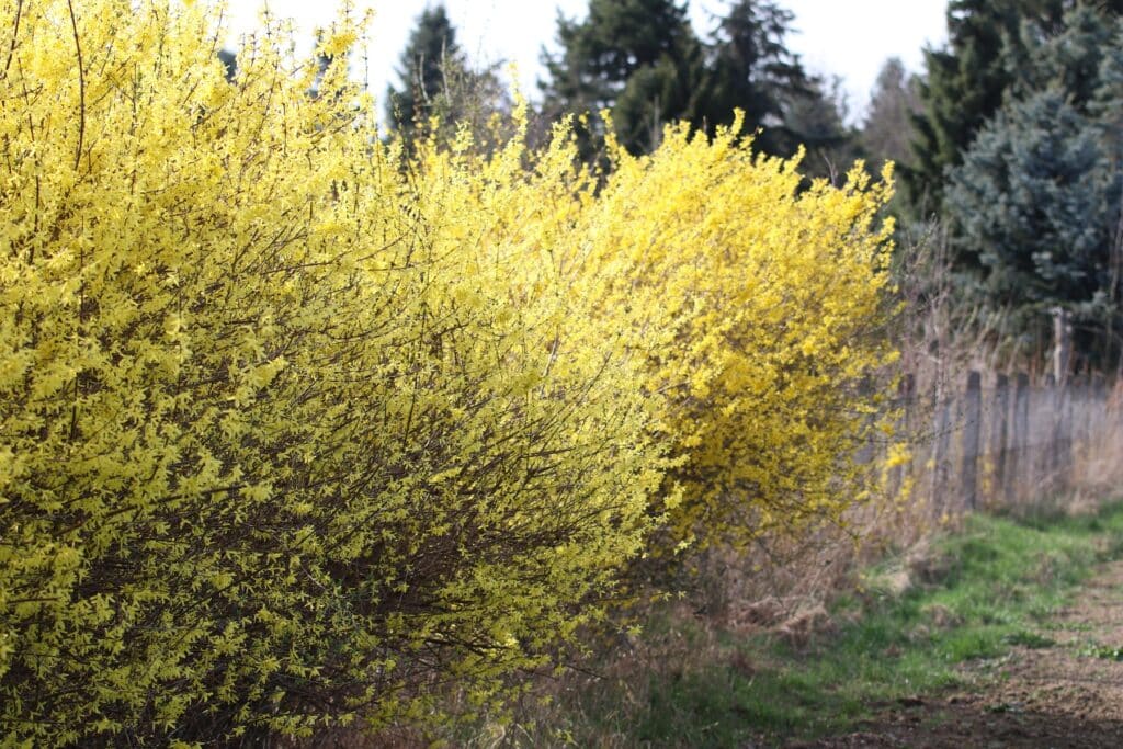 Forsythienhecken