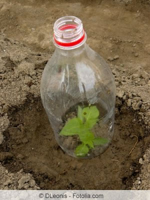 Flasche als Treibhausersatz