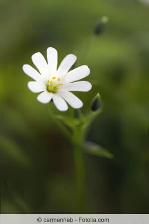 Stellaria media