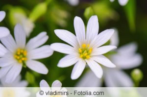 Stellaria media