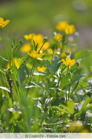 Caltha Palustris