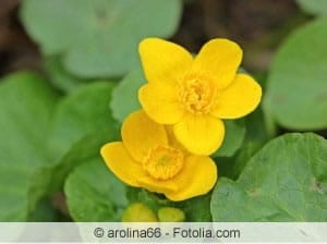 Sumpfdotterblume Sumpfdotterblume