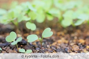 Rucola keimen lassen