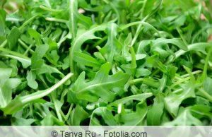 Rucola