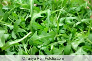 Rucola