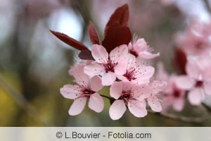 Blüten von Prunus cerasifera