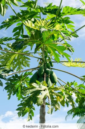 Carica papaya Pflanze