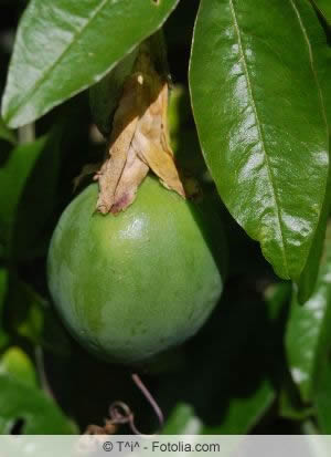 Passiflora edulis