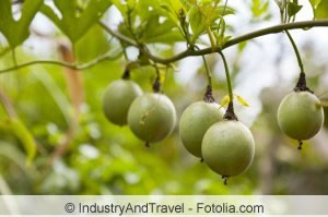 Passiflora edulis Frucht am Baum