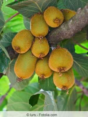 Actinidia Früchte