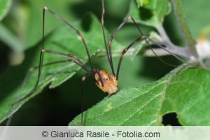 Spinne auf Blatt