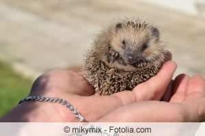 junger Igel