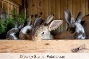 Kaninchen im Gehege