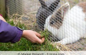 Kaninchen im Garten