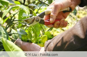 Rückschnitt von Laurus nobilis