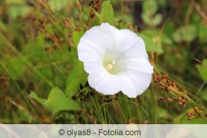 Calystegia