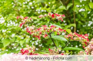 Clerodendrum