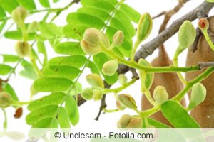 Tamarindenbaum Tamarindenbaum