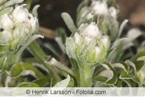 Antennaria