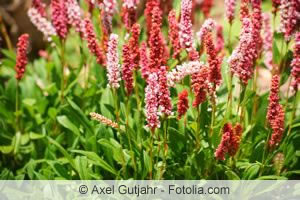 Persicaria amphibia