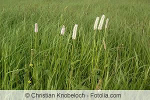 Persicaria amphibia