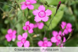 Dianthus