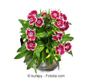 Dianthus