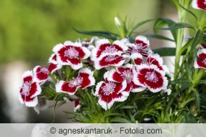 Dianthus